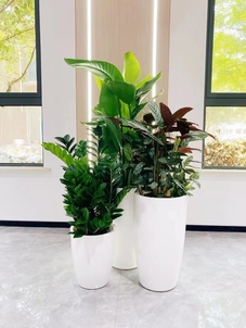 解锁杭州湾植物租摆，实惠价格带来满满绿意享受！