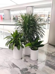 宁波北仑花木出租哪家强？看这里的丰富品种与贴心服务